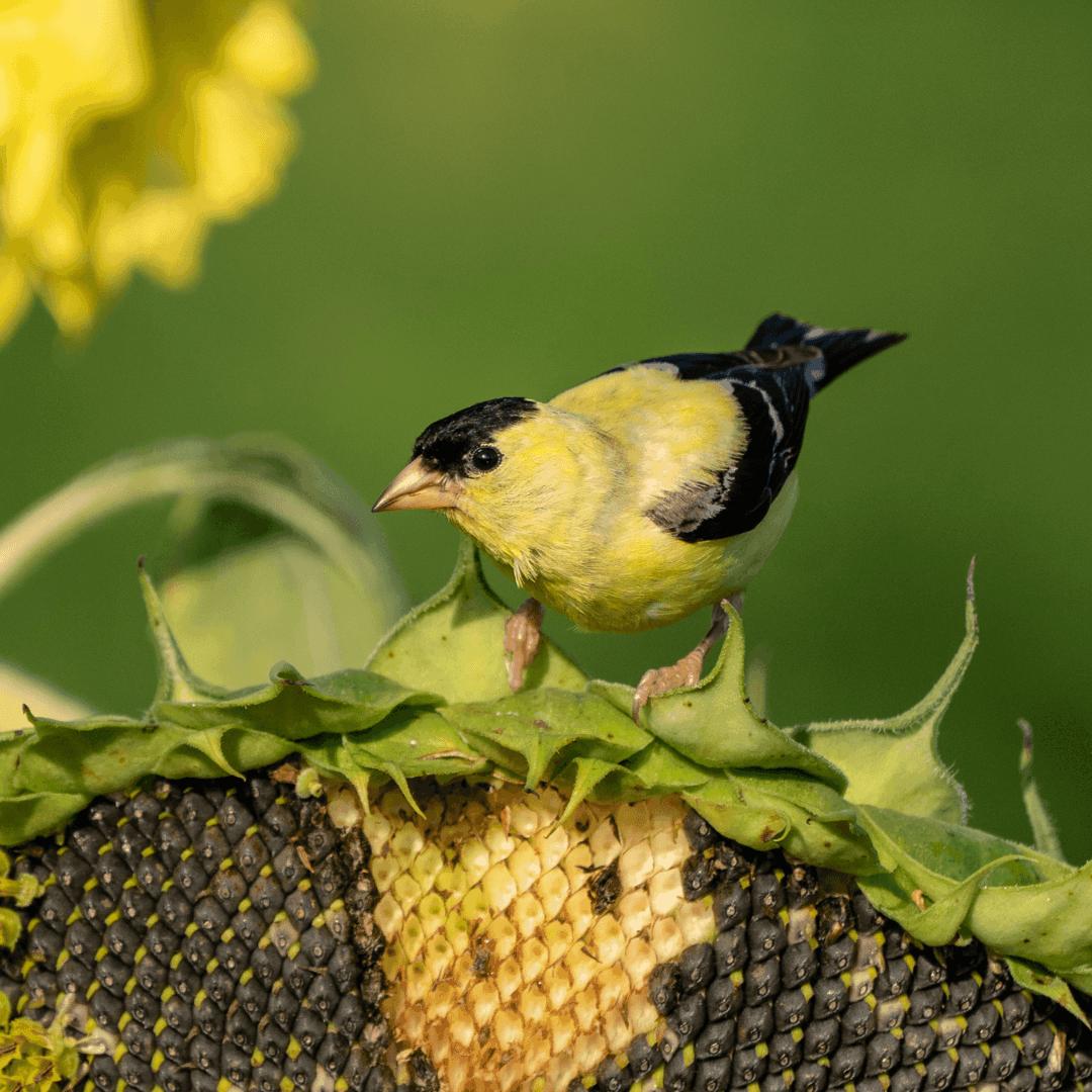 Goldfinch on sunflower
