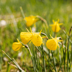 Bulbocodium Daffodil Flowers
