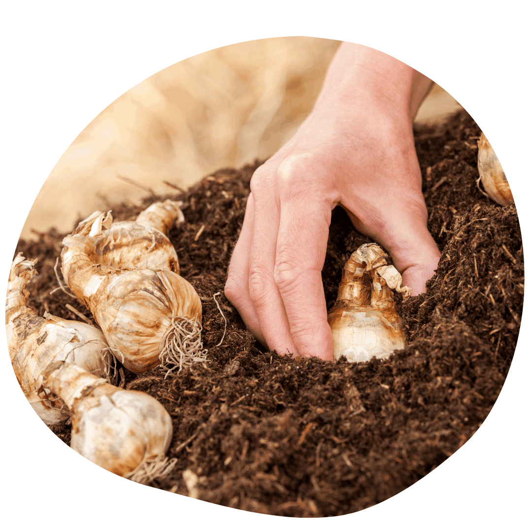 Daffodil Bulbs on Soil
