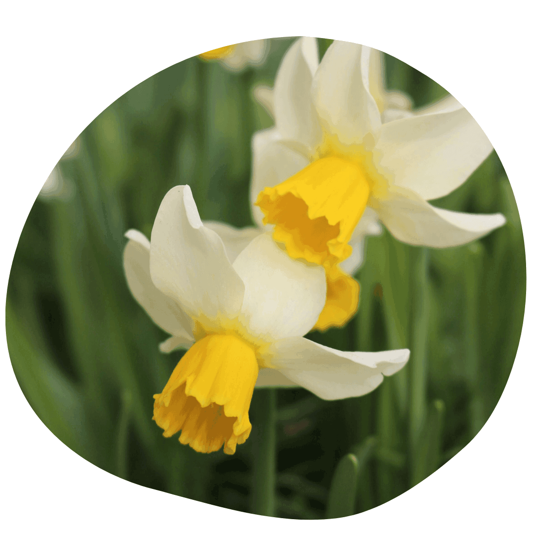 White and yellow daffodils