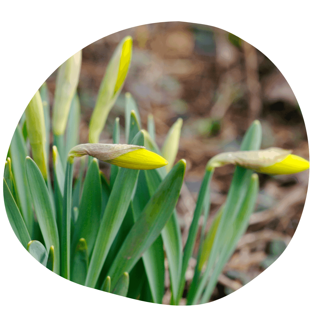 Daffodil bud with foliage