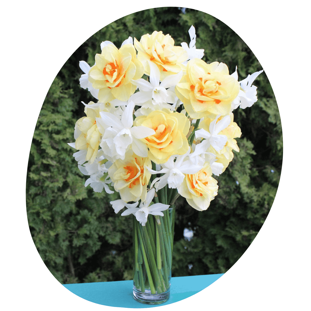 Daffodils in a vase
