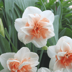 Double Delnashaugh Daffodil Flowers