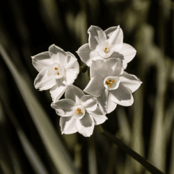 Jonquilla Daffodil Flowers