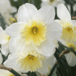 Ice Follies Large Cupped Daffodil Flowers