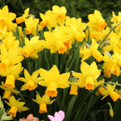 Miniature Tete a Tete Daffodil Flowers
