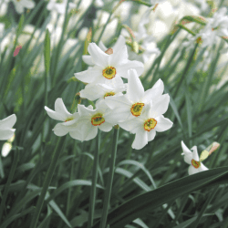 Miscellaneous Poeticus Recurvus Flowers