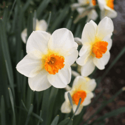 Small Cupped Barret Browning Daffodil Flowers