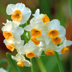Tazetta Daffodil Flowers