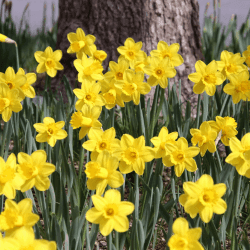 Trumpet Daffodil Flowers