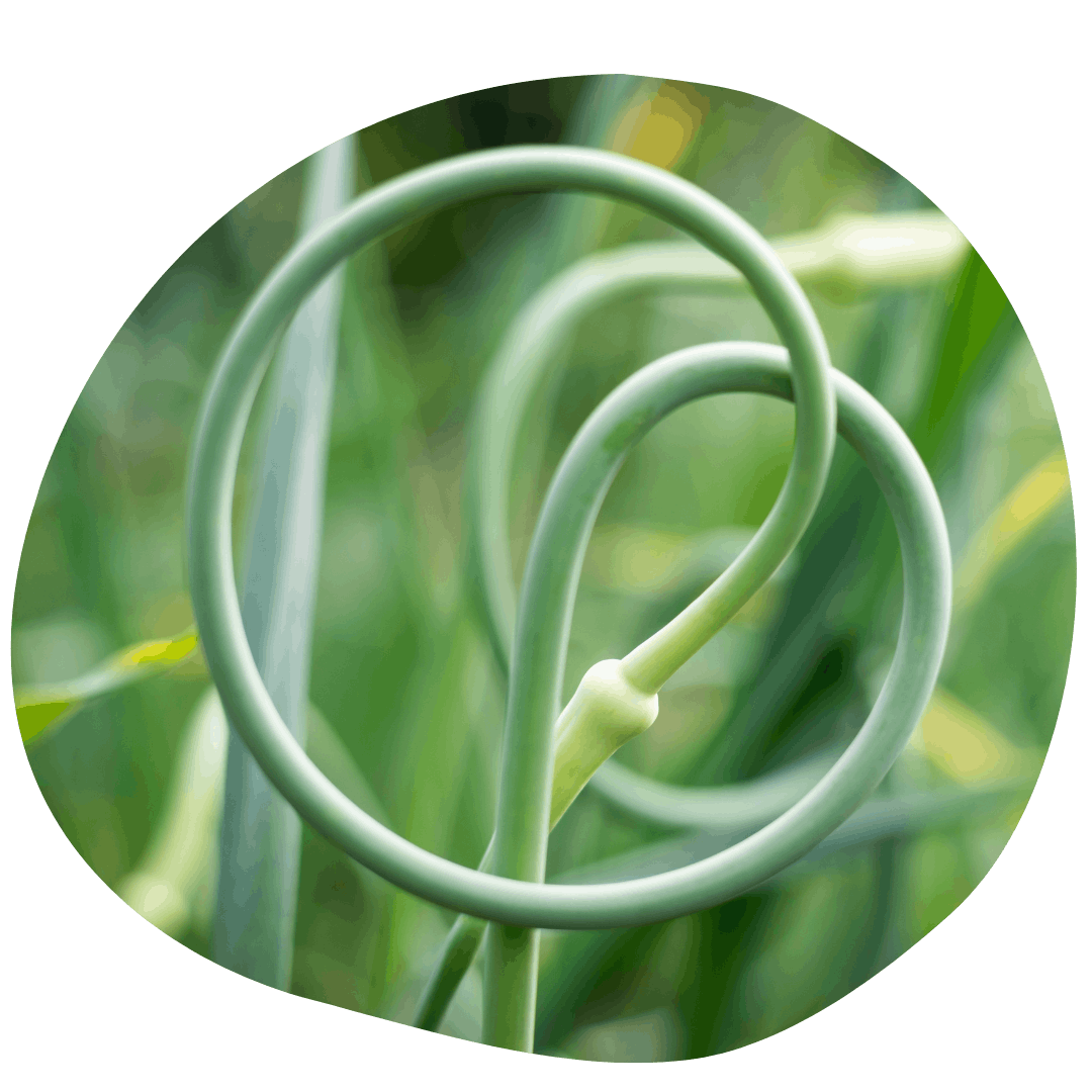 Garlic foliage with straw mulch