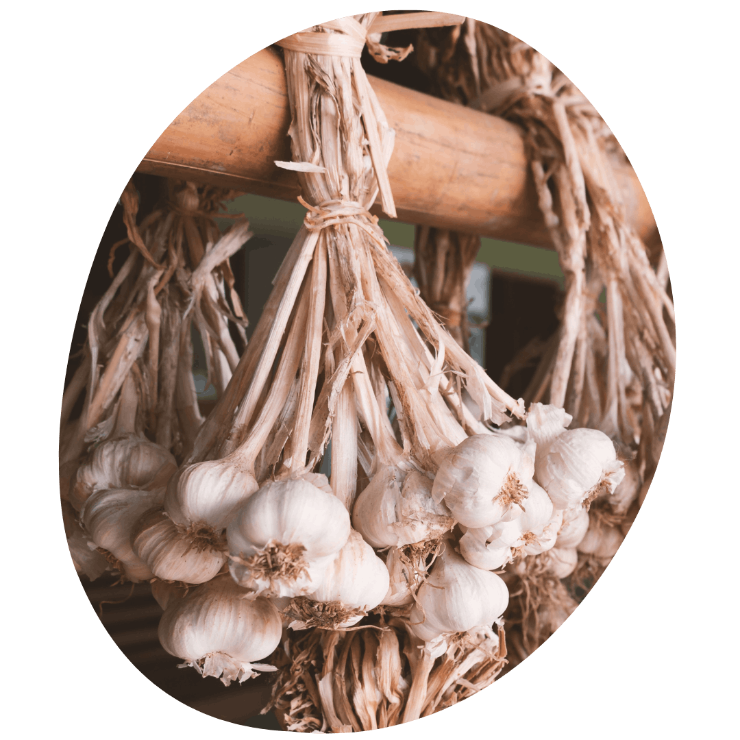 Garlic Bulbs