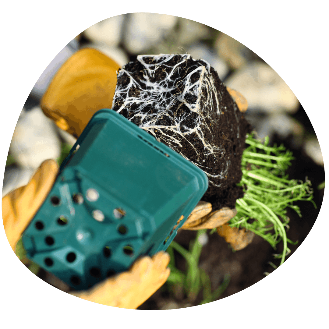 Transplant root system and pot