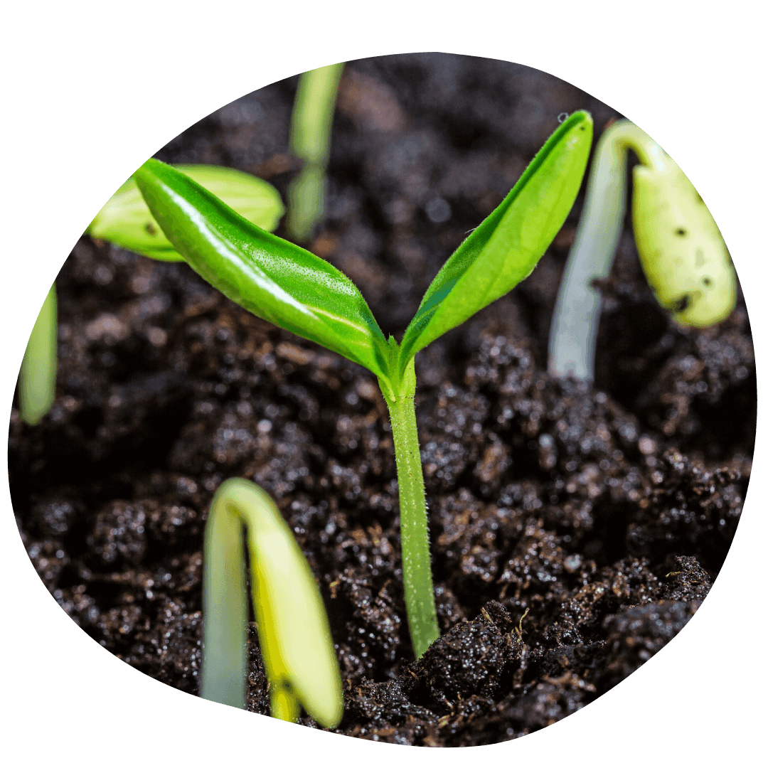 Seedling in soil
