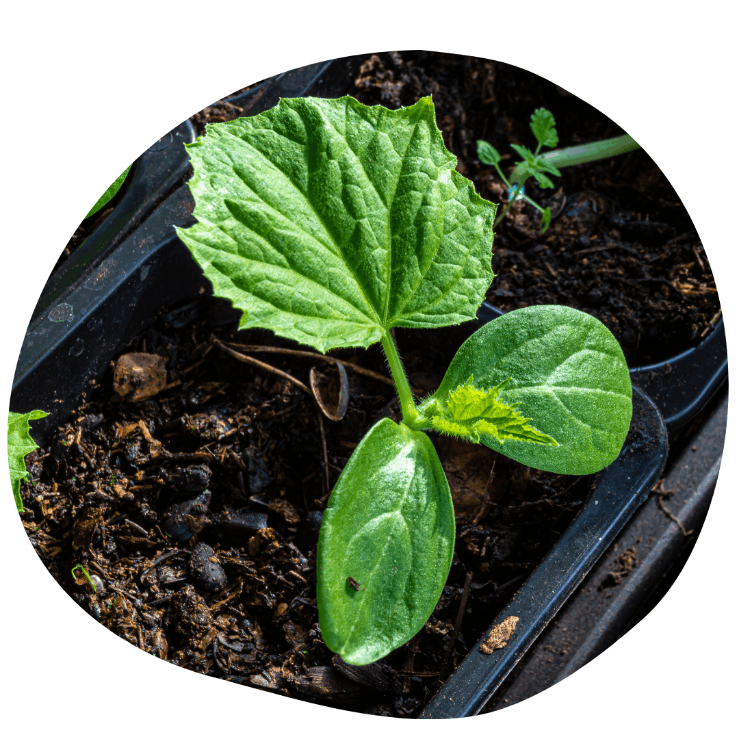 Cucumber seedling with cotyledons and 1 true leaf