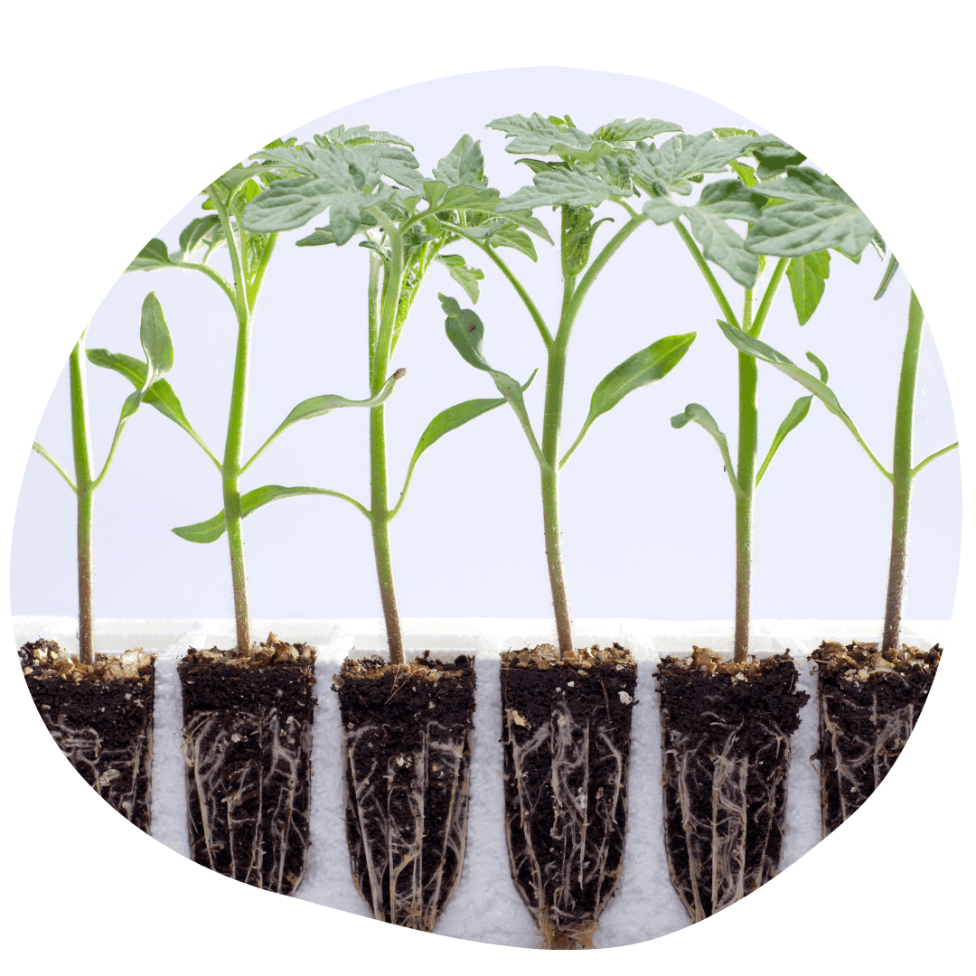 Side view of tomato seedlings and root systems