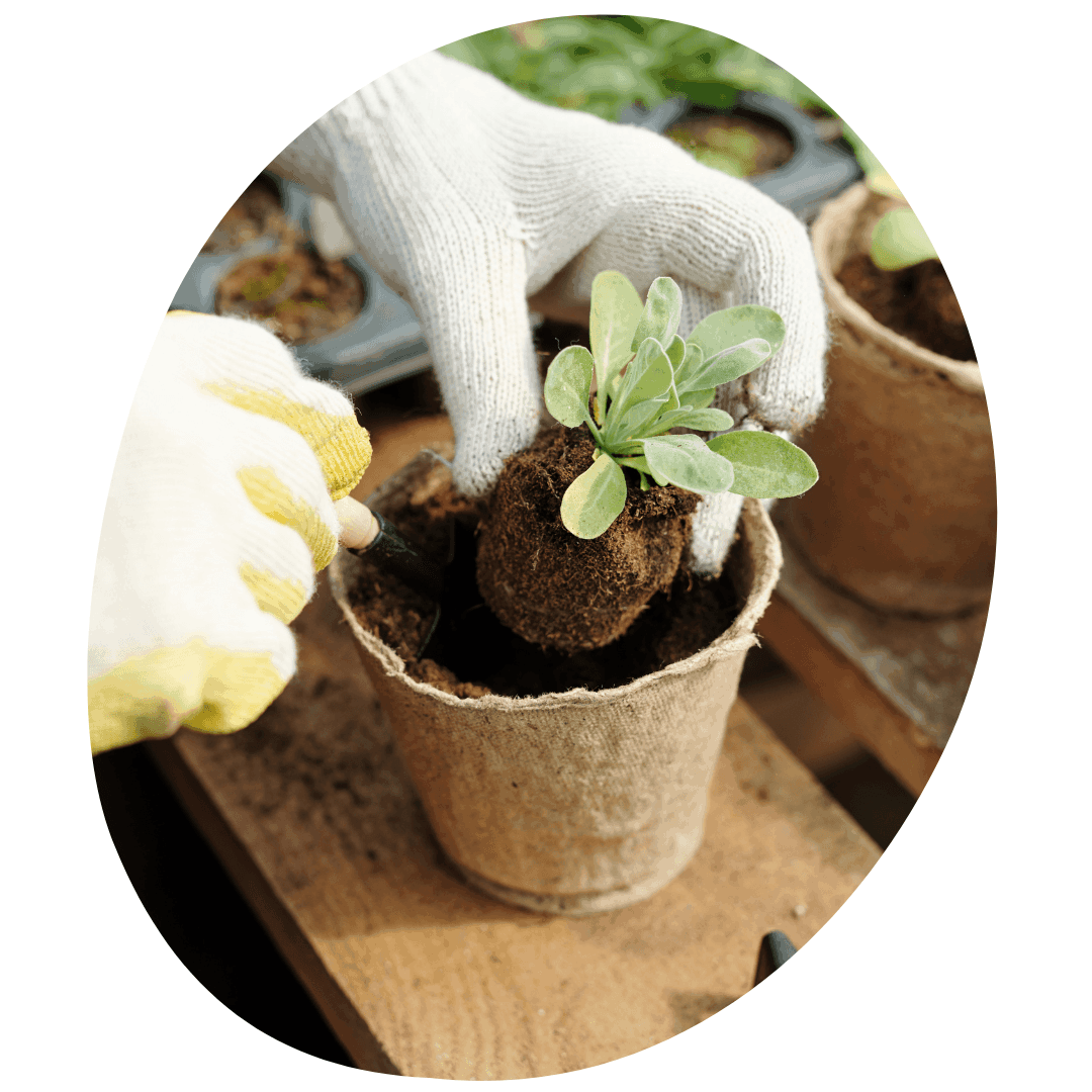 Hands in gardening gloves holding seedling over jiffy pot