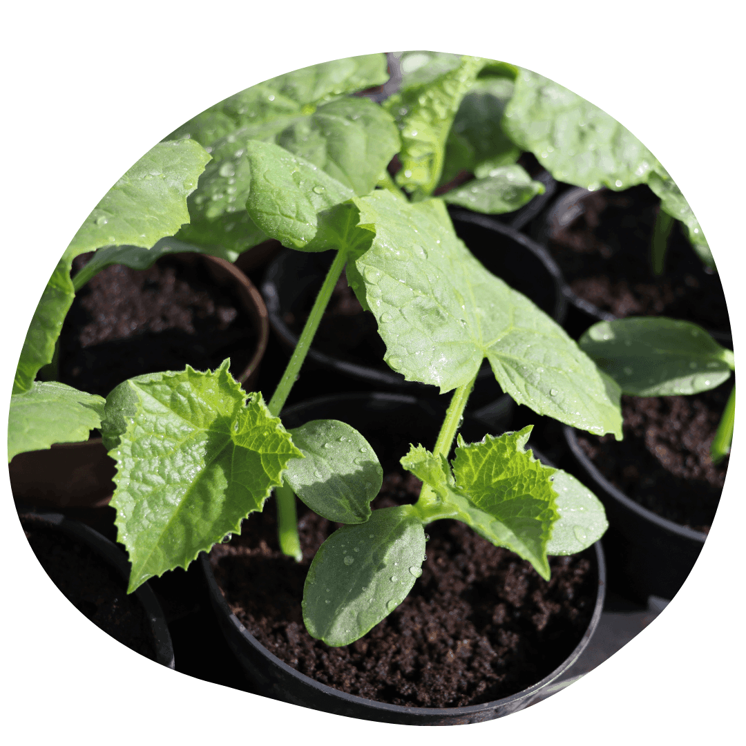 Cucumber seedlings in sunlight with water droplets on leaves