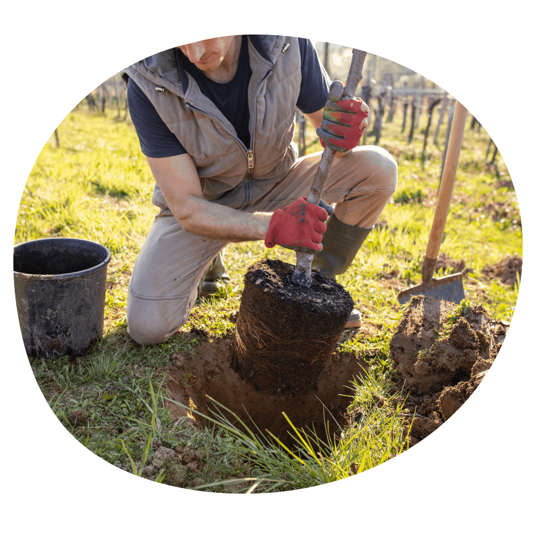 Tree planting