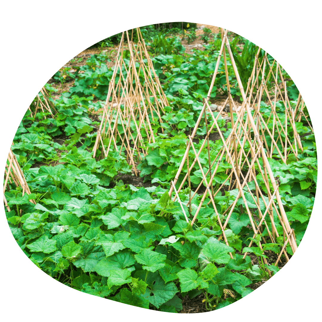 Cucumber plants growing up bamboo trellis