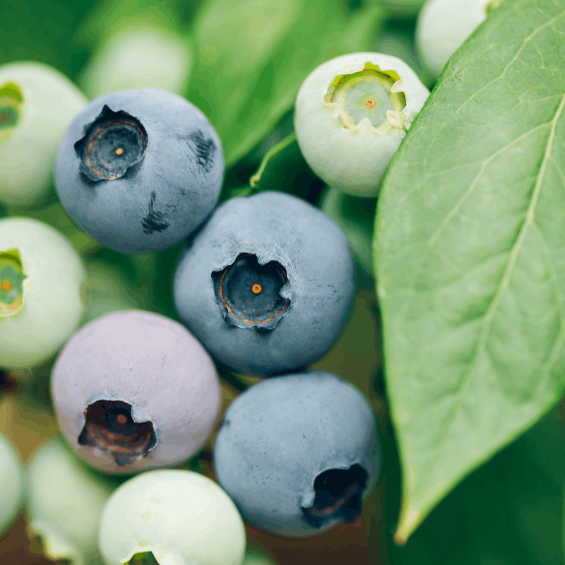 How to Grow Blueberries