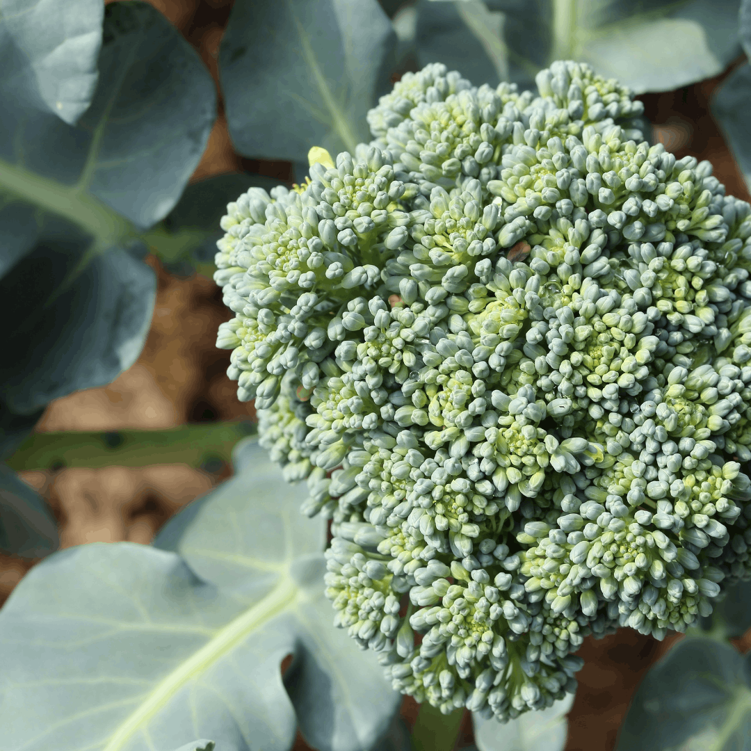How to Grow Broccoli