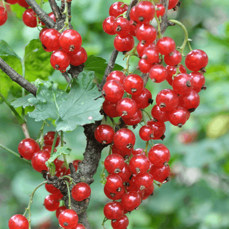 How to Grow Currants
