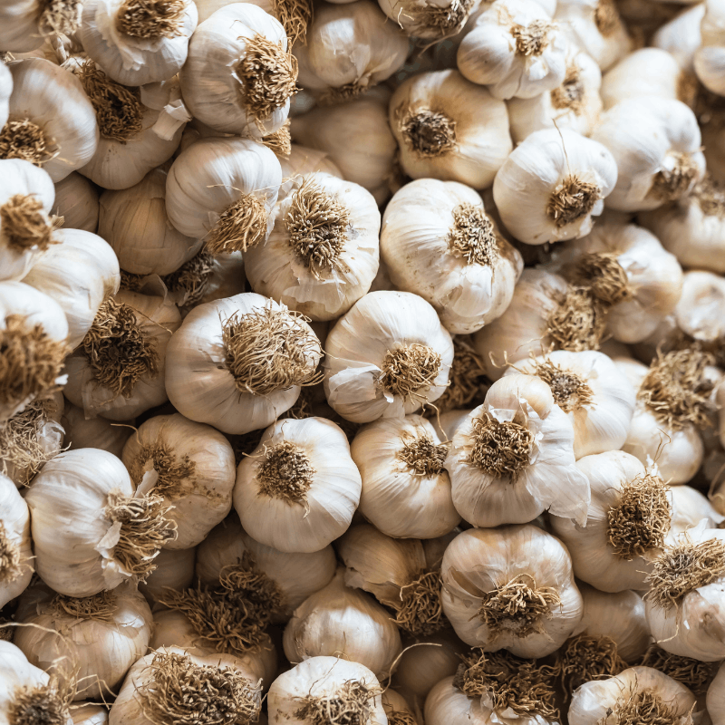 Garlic bulbs