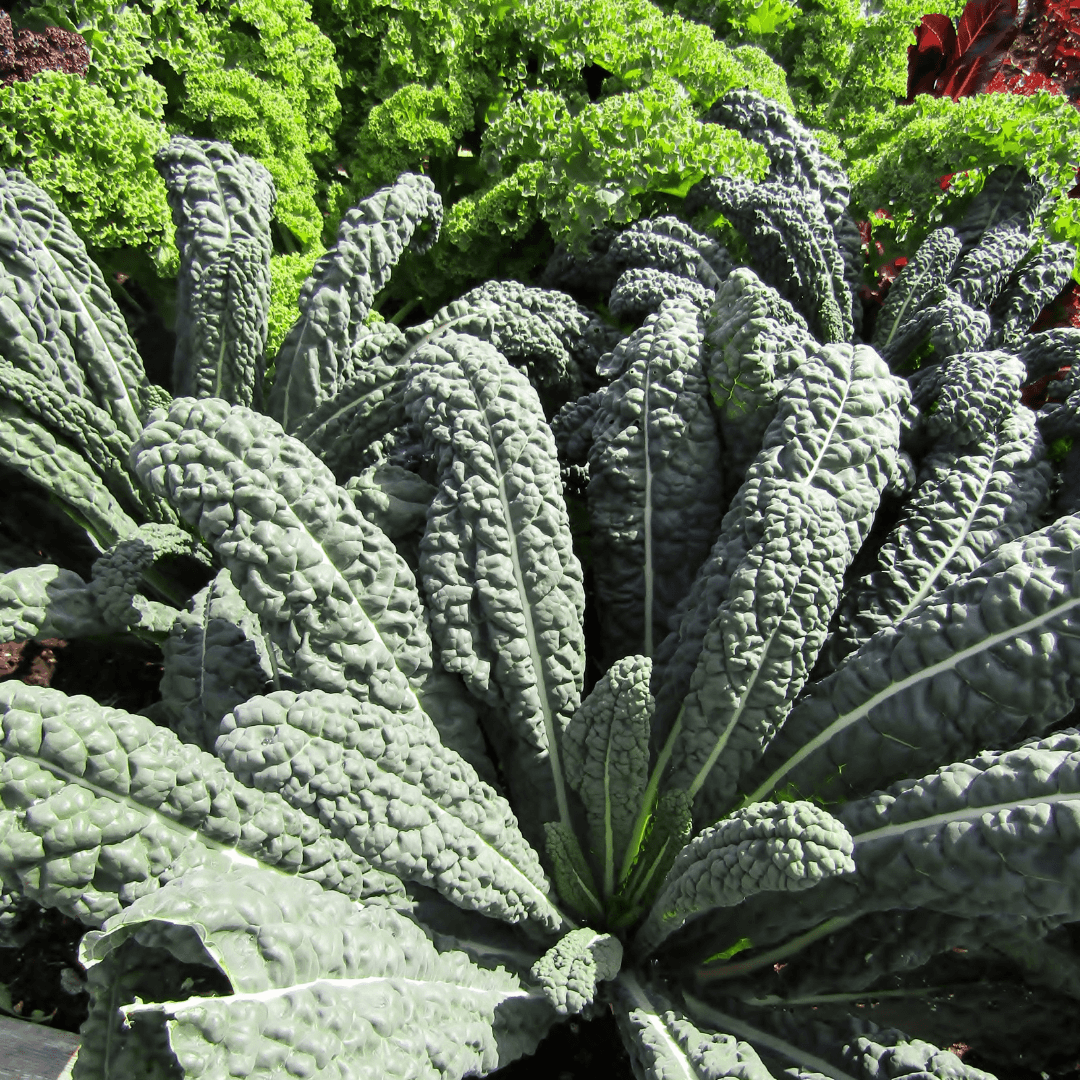 How to Grow Kale