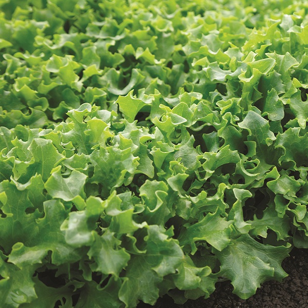 How To Grow Lettuce