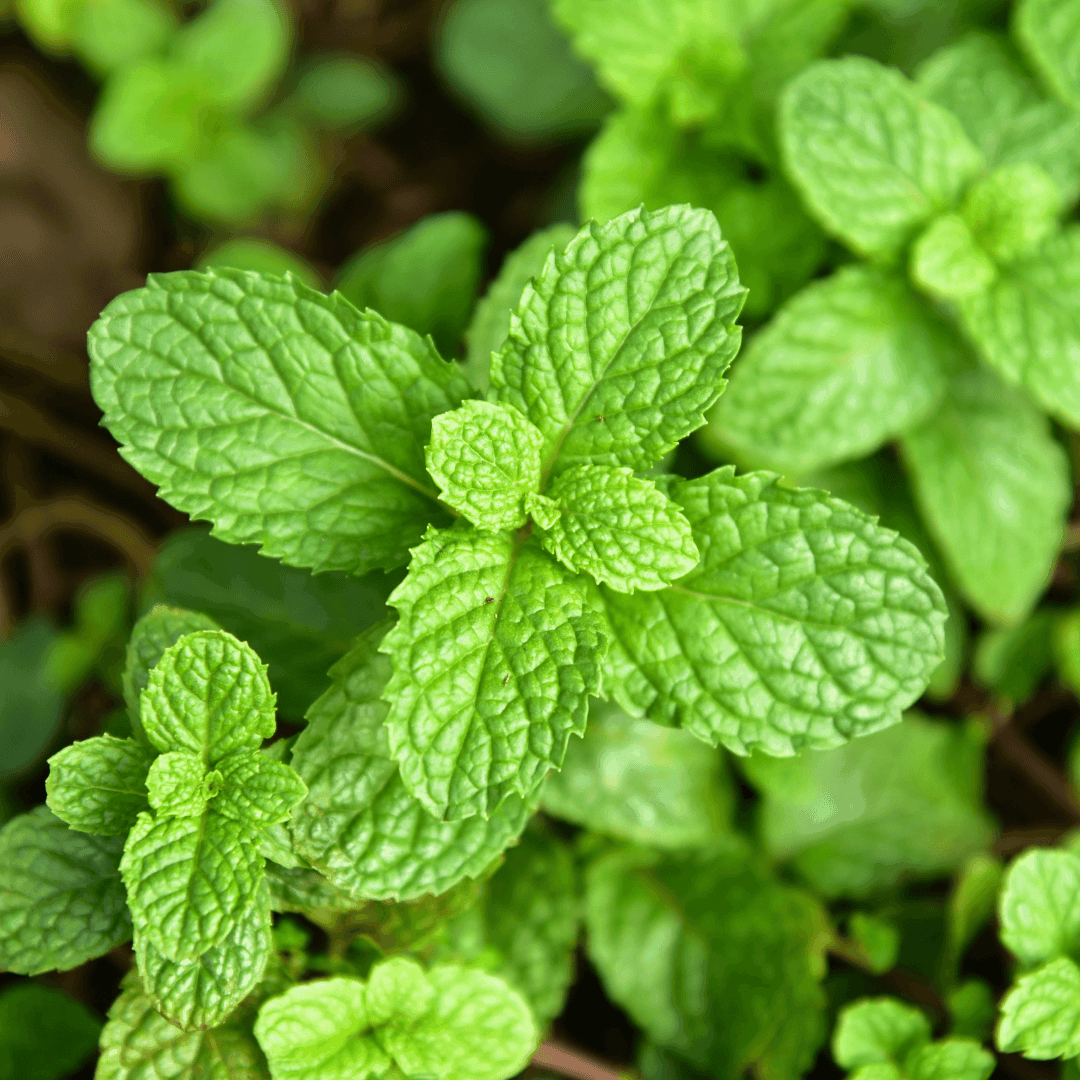 How to Grow Mint