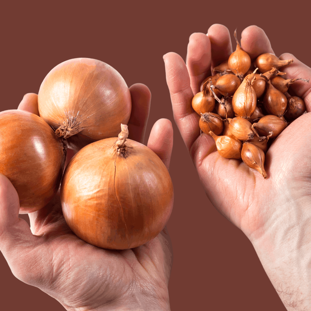 How To Grow Onion Sets