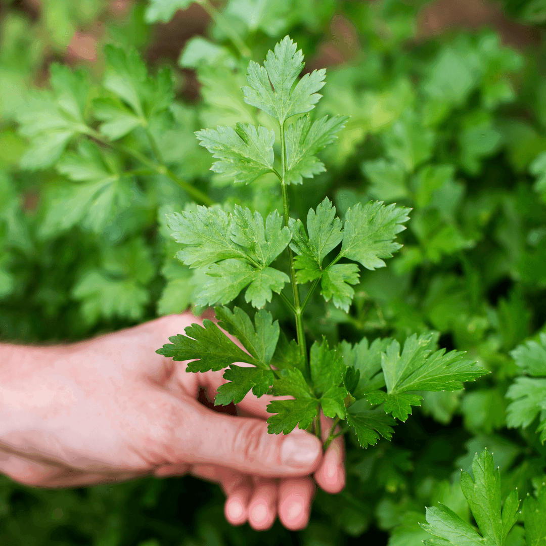 How To Grow Parsley