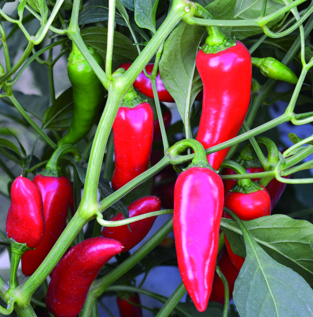 How To Grow Peppers