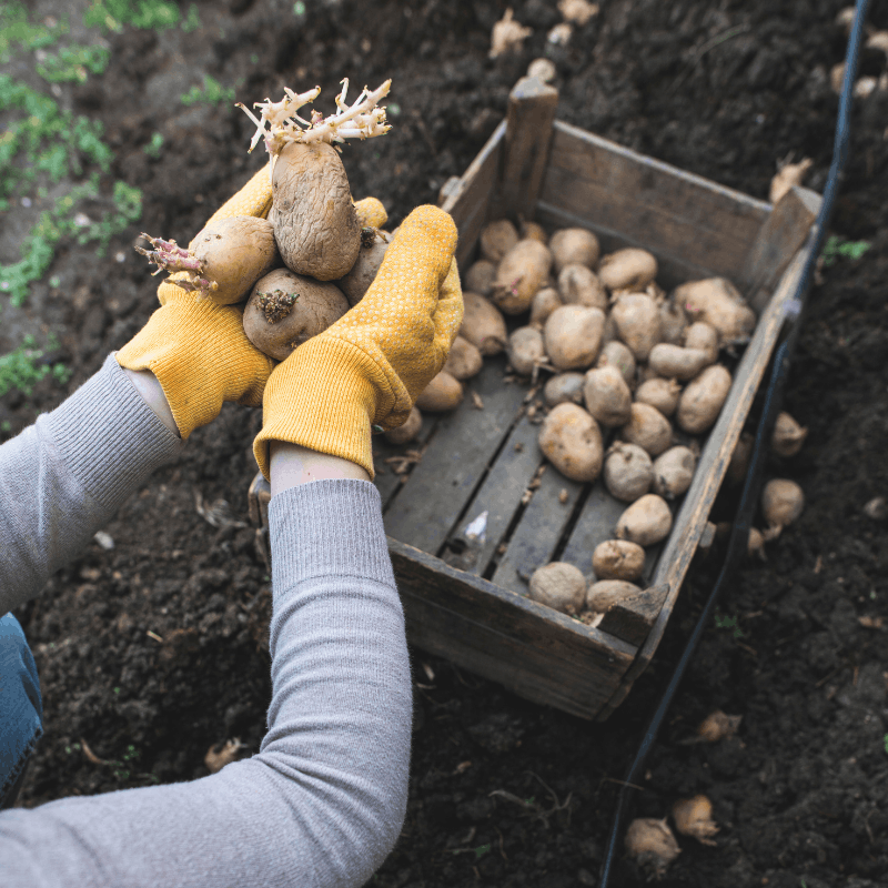 How to Grow Potatoes