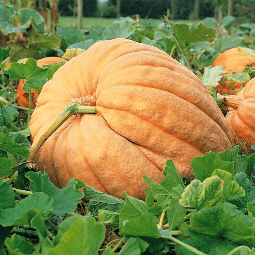 How to Grow Pumpkins