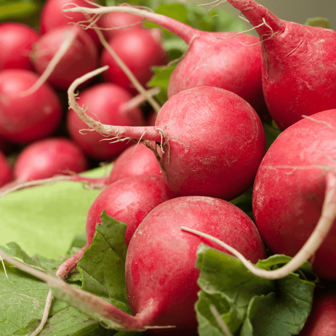 How To Grow Radishes