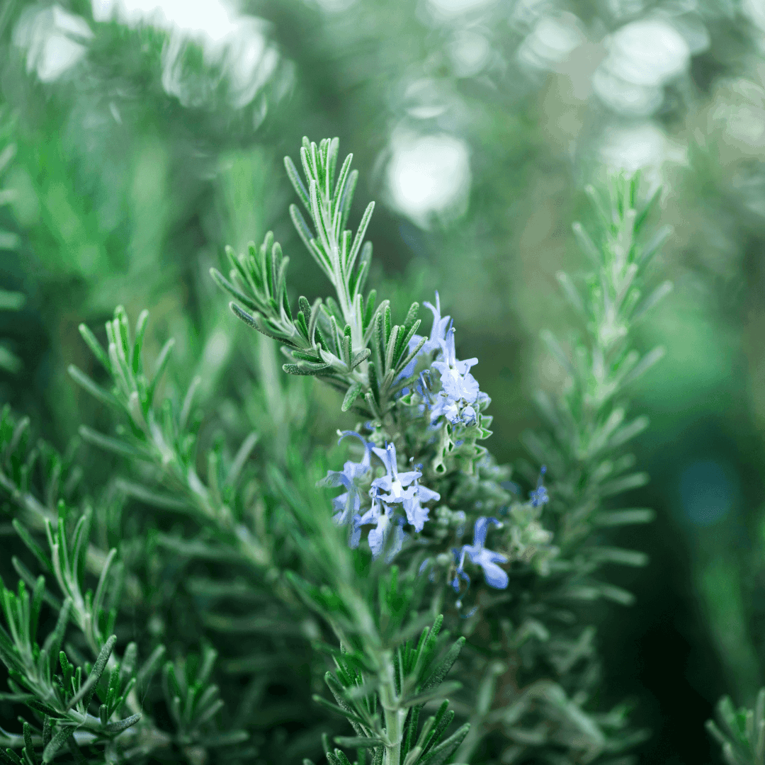 How to Grow Rosemary