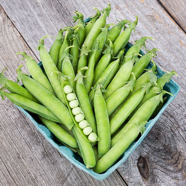 How To Grow Peas
