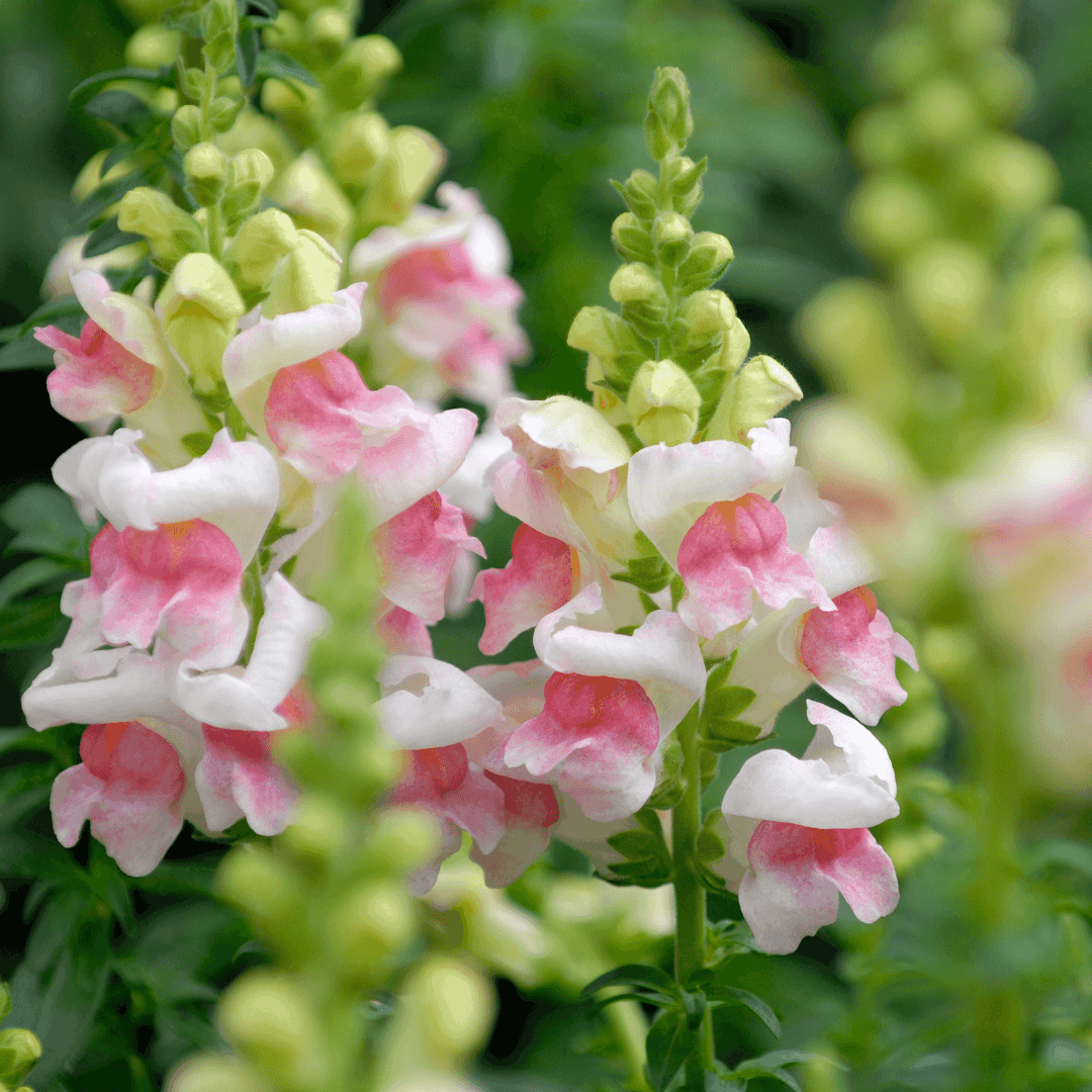 How To Grow Snapdragons