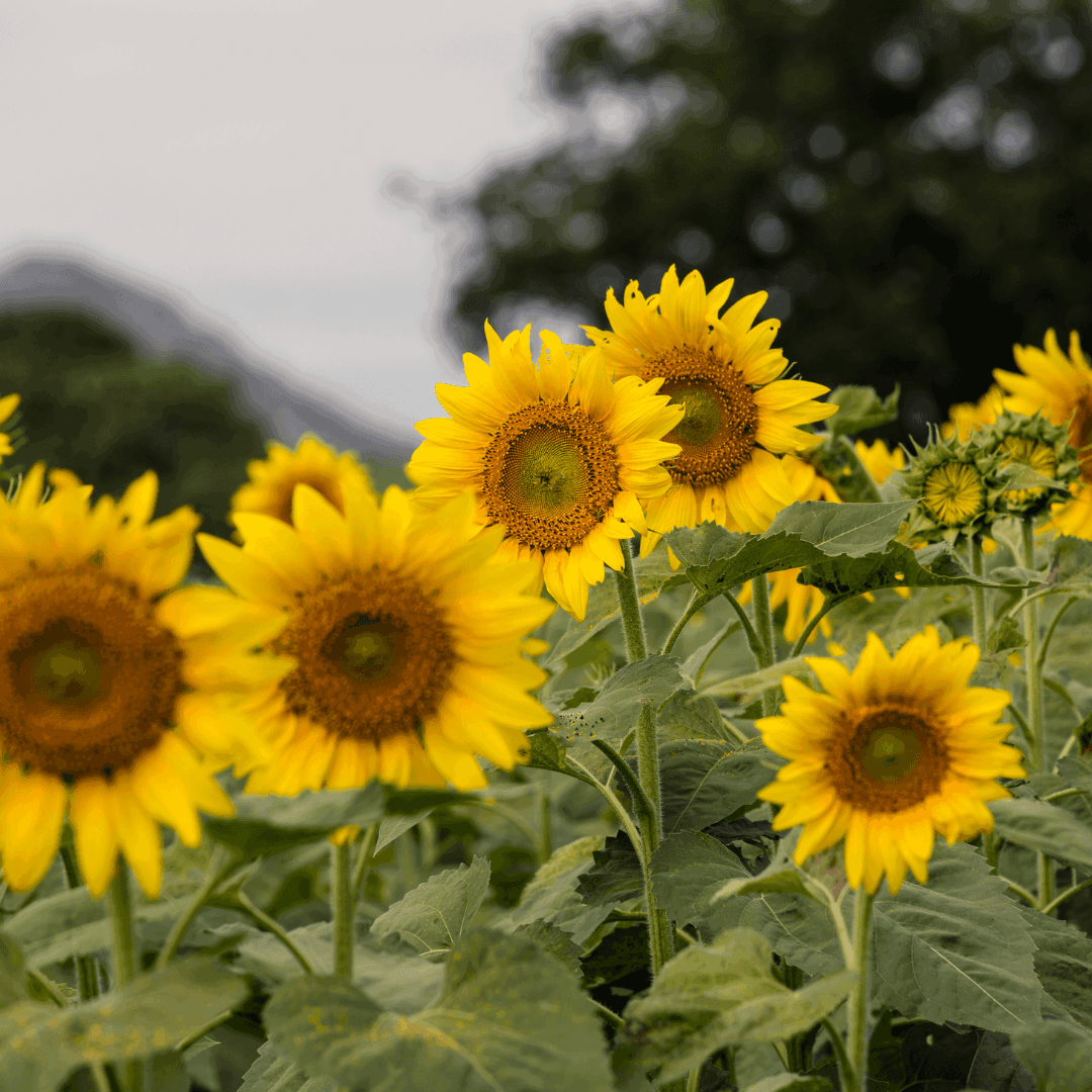 How To Grow Sunflowers