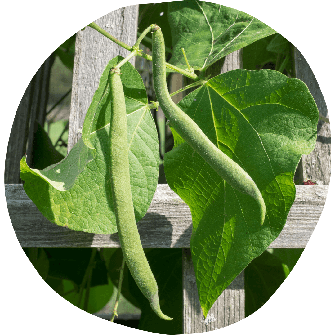 Green beans on trellis