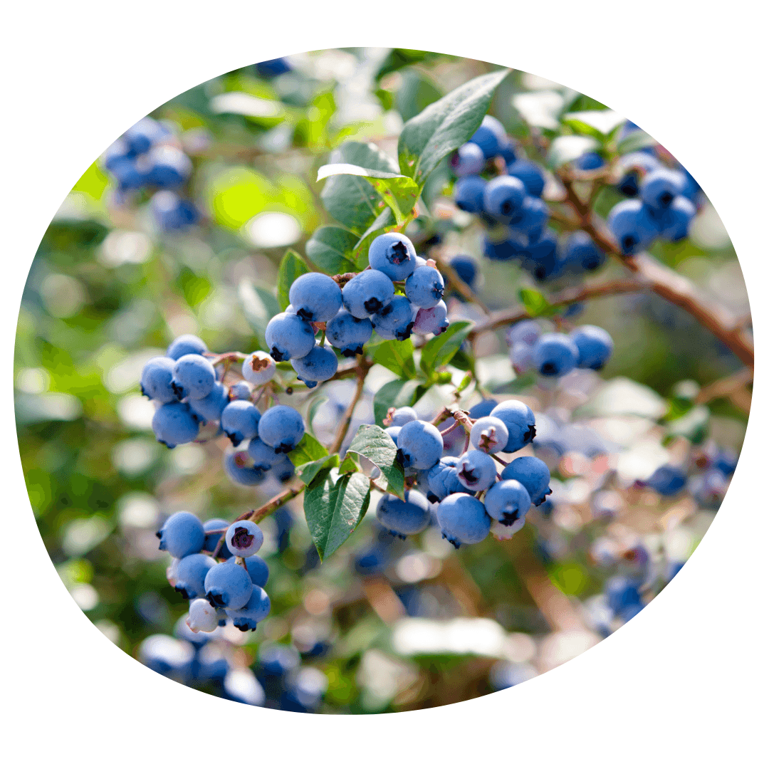 Lowbush blueberry plant