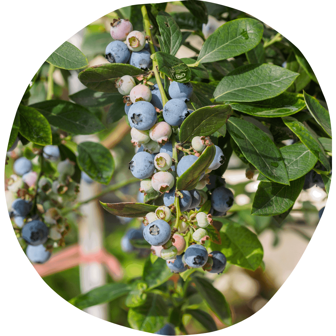 Highbush blueberry plant