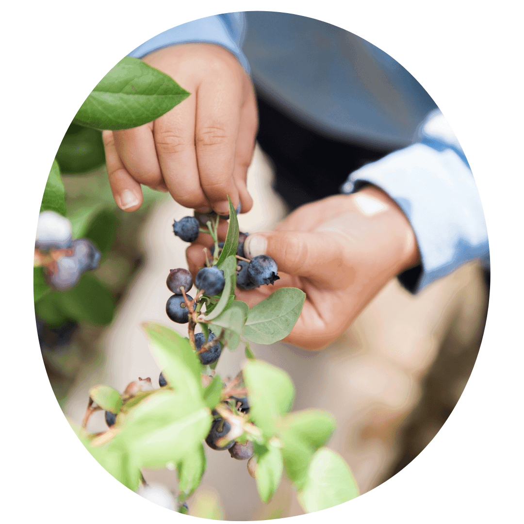 Hand picking blueberries