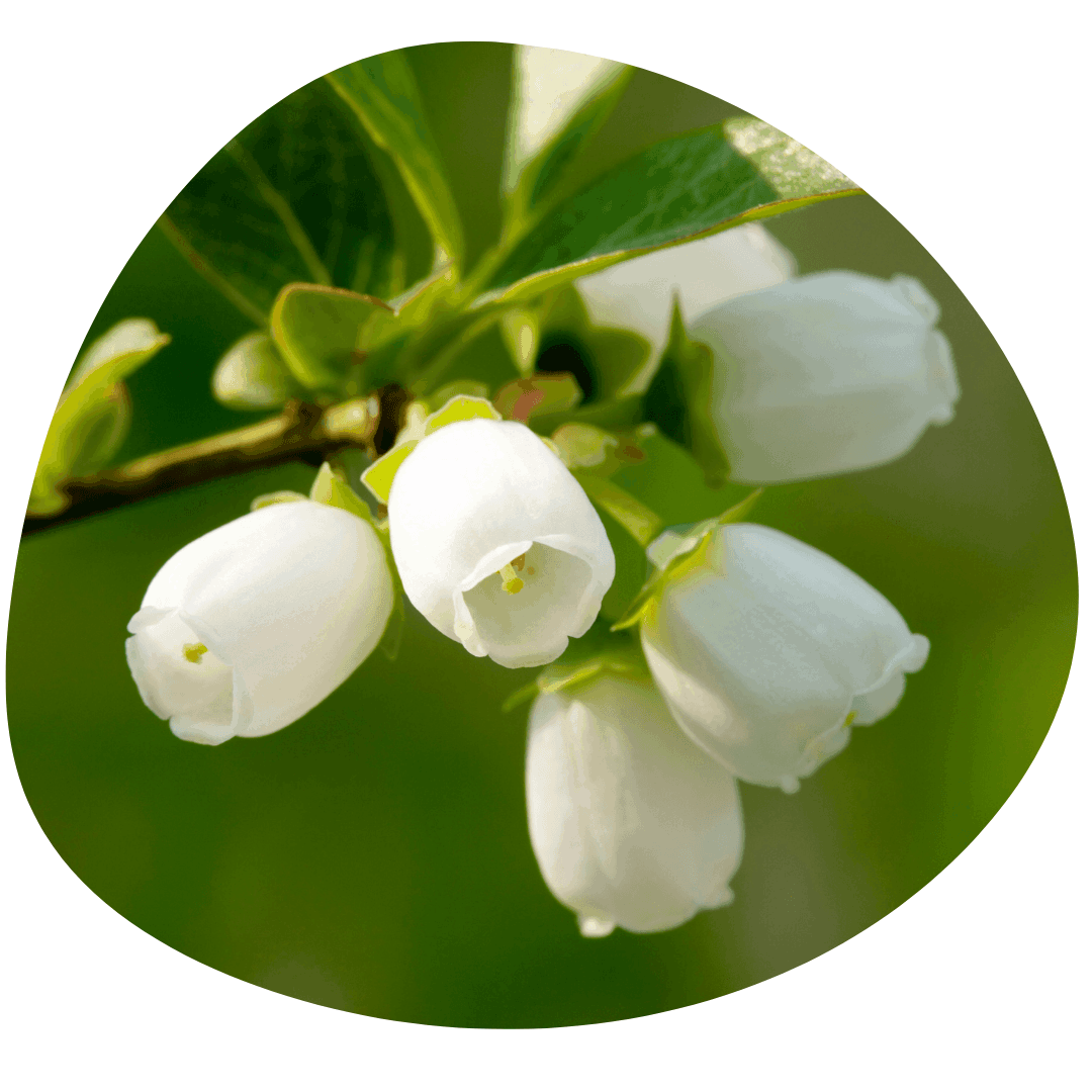 Blueberry flowers