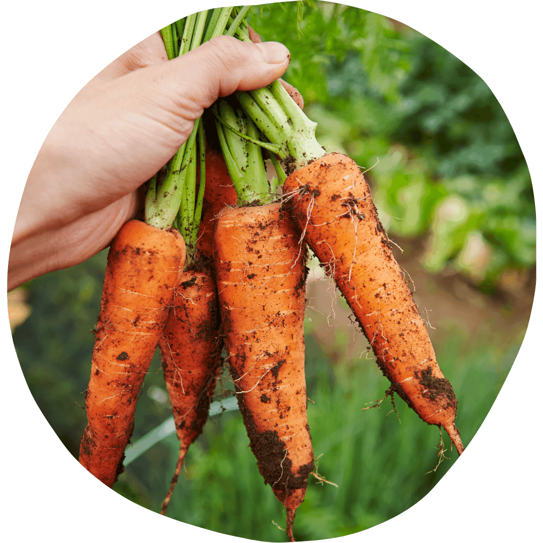 Carrot Bunch