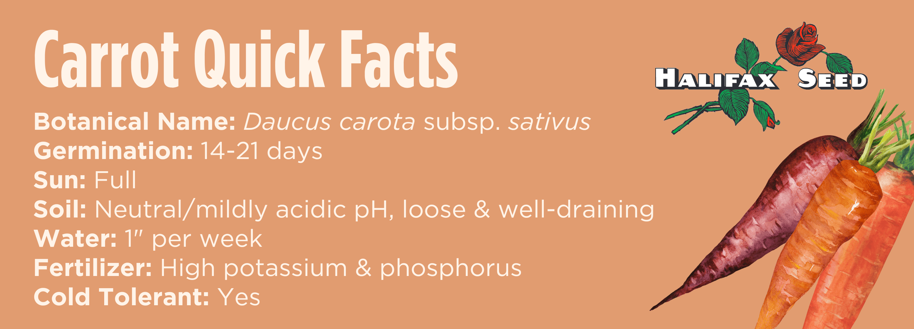 Botanical Name: Daucus carota subsp. sativus, Days to Sprout: 14-21, Days to Maturity: 50-90 depending on variety, Sun: Full, Soil: Loose and well draining, Cold Tolerant: Yes