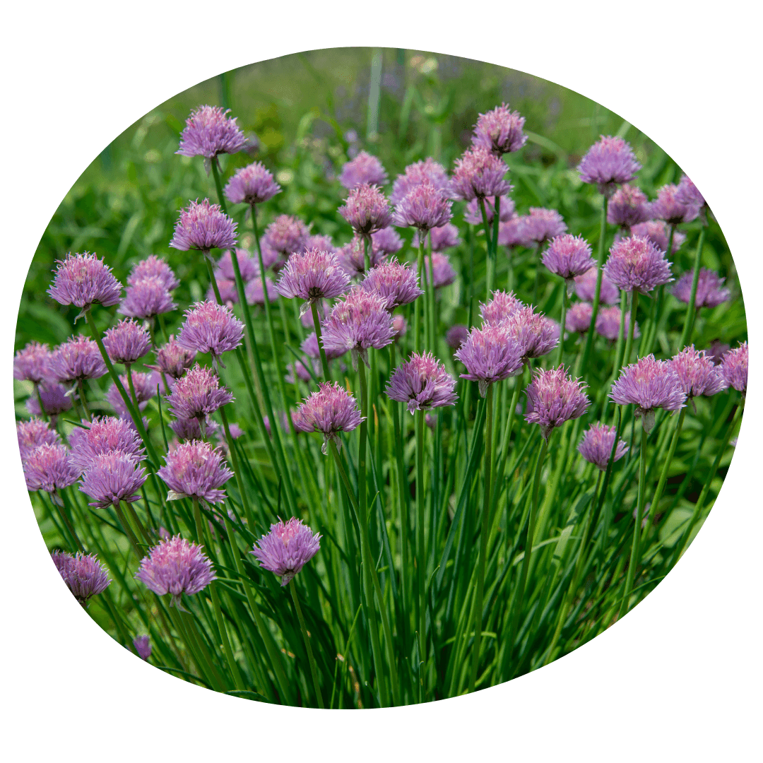 Chives with flowers