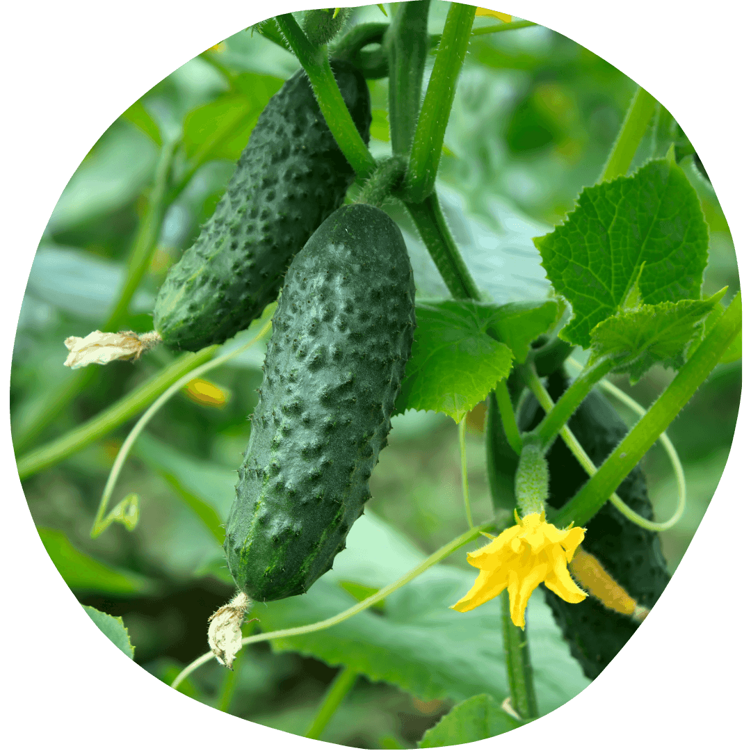 Cucumbers